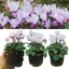 Cyclamen Flame White 10.5cm