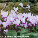Cyclamen Flame White Plants