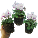 Cyclamen Flame White Plants