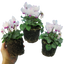 Cyclamen Flame White 10.5cm