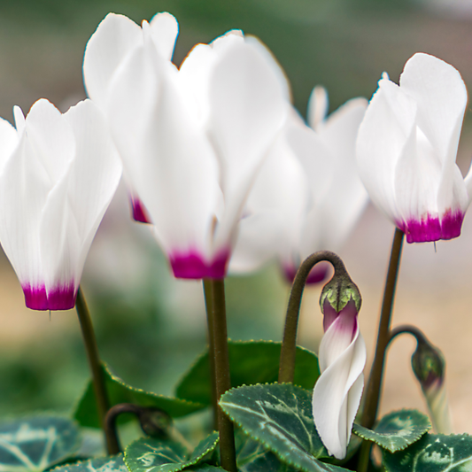 Cyclamen 'Flame White' – Autumn and Winter Colour (Set of 3 or 6)