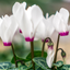 Cyclamen Flame White 10.5cm