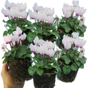 Cyclamen Flame White Plants