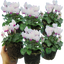 Cyclamen Flame White 10.5cm