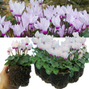 Cyclamen Flame White Plants