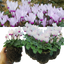 Cyclamen Flame White 10.5cm