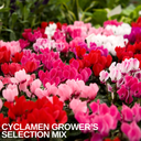 Cyclamen Growers Selection Plants