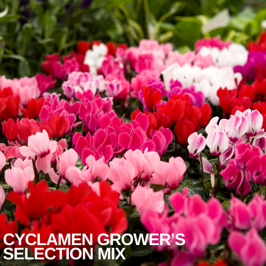 Mixed tray of cyclamen in flower, red, pink, magenta and white blooms above marbled green leaves