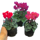 Cyclamen Growers Selection Plants