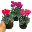 Cyclamen Growers Selection 10.5cm