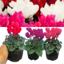 Cyclamen Growers Selection Plants