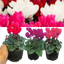 Cyclamen Growers Selection 10.5cm