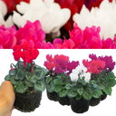 Cyclamen Growers Selection Plants
