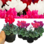 Cyclamen Growers Selection 10.5cm