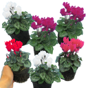 Cyclamen Growers Selection Plants