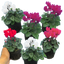 Cyclamen Growers Selection 10.5cm