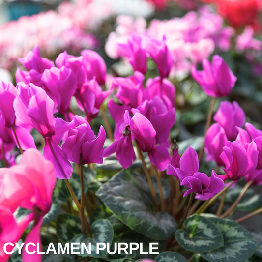 Massed Cyclamen Purple in flower, bright magenta-purple blooms above dark marbled foliage