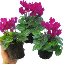 Cyclamen Purple Plants