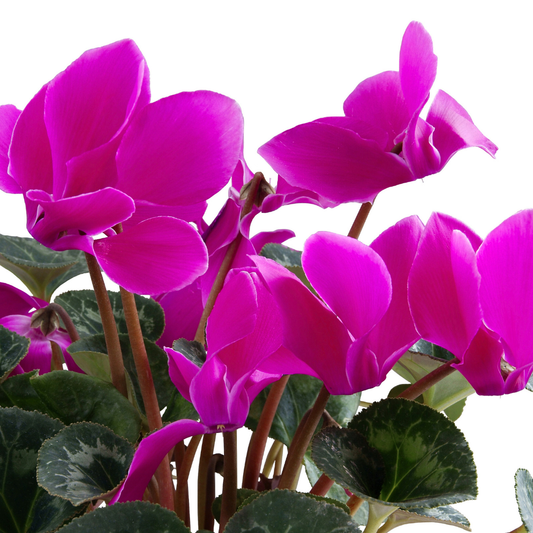 Cyclamen Purple – Autumn and Winter Colour (Set of 3 or 6)