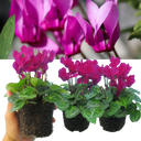 Cyclamen Purple Plants