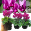 Cyclamen Purple 10.5cm