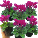 Cyclamen Purple Plants