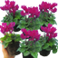 Cyclamen Purple 10.5cm