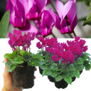 Cyclamen Purple Plants