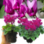 Cyclamen Purple 10.5cm