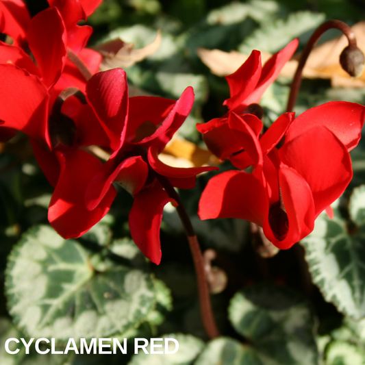 Close-up of Cyclamen Red, vivid scarlet swept-back petals above silver-marbled heart-shaped leaves
