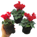 Cyclamen Red Plants