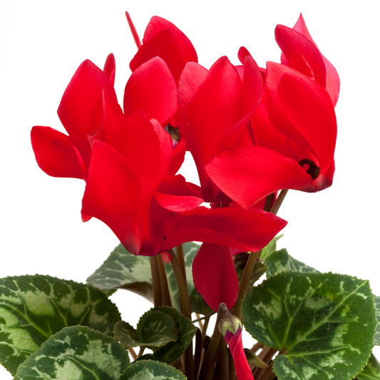 Cyclamen Red – Autumn and Winter Colour (Set of 3 or 6)
