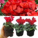 Cyclamen Red Plants