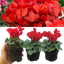 Cyclamen Red 10.5cm