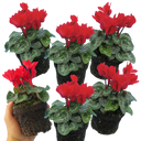Cyclamen Red Plants