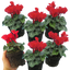 Cyclamen Red 10.5cm