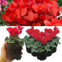 Cyclamen Red Plants