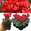 Cyclamen Red 10.5cm