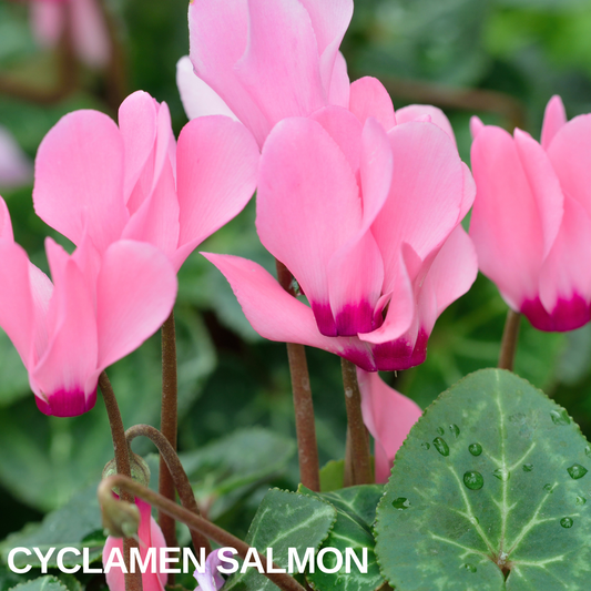 Salmon pink cyclamen flowers with deeper pink throats above marbled leaves
