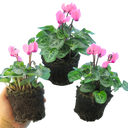 Cyclamen Salmon Plants