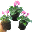 Cyclamen Salmon 10.5cm
