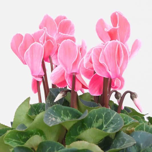 Cyclamen Salmon – Autumn and Winter Colour (Set of 3 or 6)