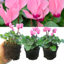 Cyclamen Salmon Plants