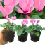 Cyclamen Salmon 10.5cm