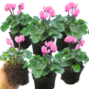 Cyclamen Salmon Plants