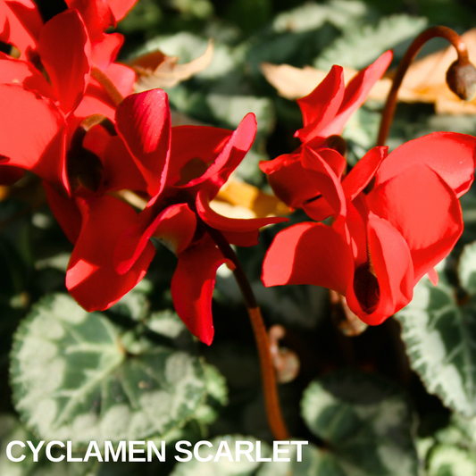 Close-up of Cyclamen Scarlet, bright red swept-back petals above silver-marbled heart-shaped leaves