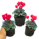 Cyclamen Scarlet Plants