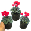 Cyclamen Scarlet 10.5cm