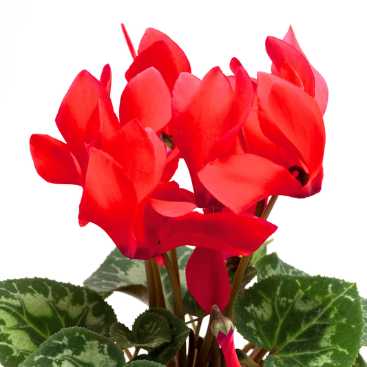 Cyclamen Scarlet – Autumn and Winter Colour (Set of 3 or 6)
