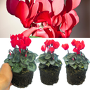 Cyclamen Scarlet Plants